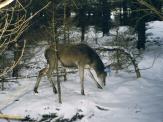 obr. 1: Rok 2000 a první označený kus jelení zvěře v přezimovací obůrce Paště – dvouletá laň, která dostala jméno Kazi.