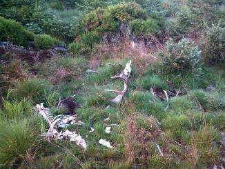 Obr. 10: Začátkem července 2016 byl na území Lesní správy Srní nalezen uhynulý starší jelen s odlomenou částí koruny na jedné lodyze. Byl to pan Ulomená koruna.